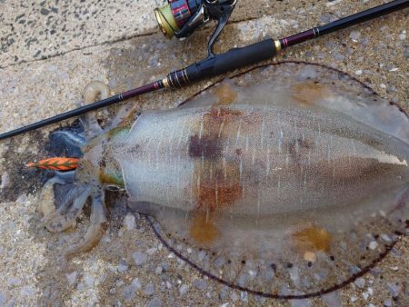 デイエギングIN対馬