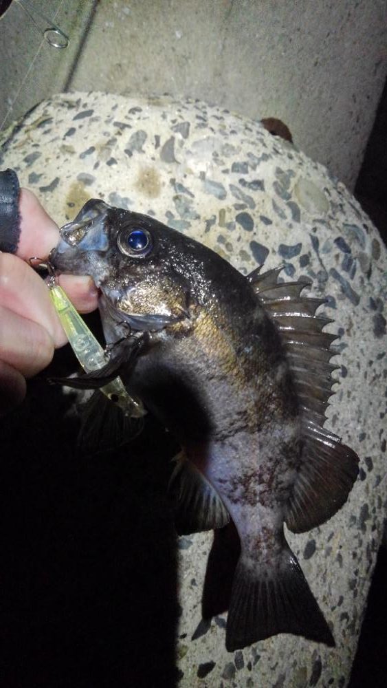 春告魚を求めて