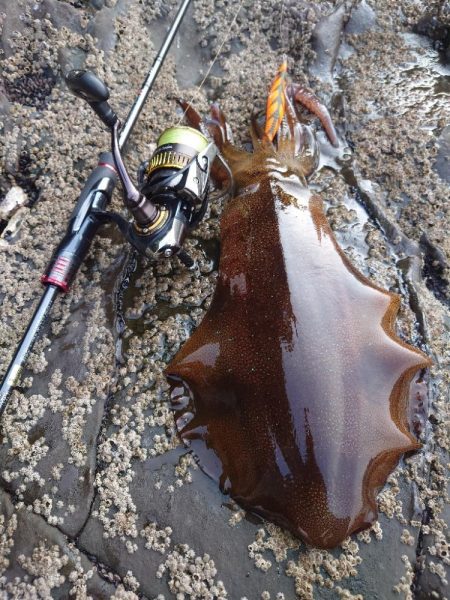 凪エギングIN対馬