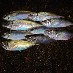 ポンポンパンパン