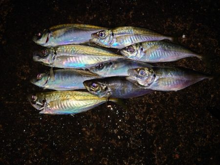 ポンポンパンパン