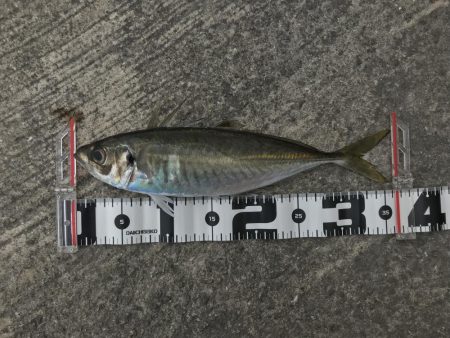 水軒一文字でアジ