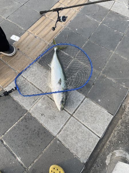 タマン狙いのはずが