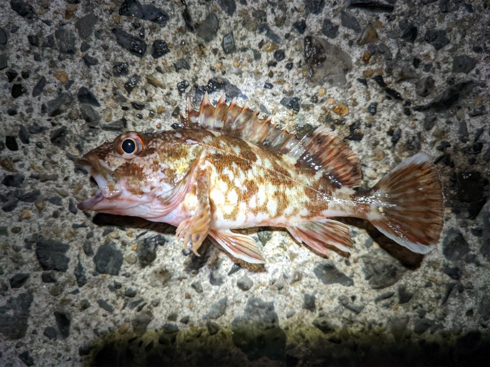 釣り仲間増やす大作戦