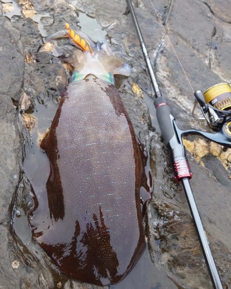 磯ランガンエギングIN対馬