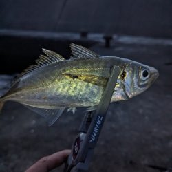 陸っぱり釣行記