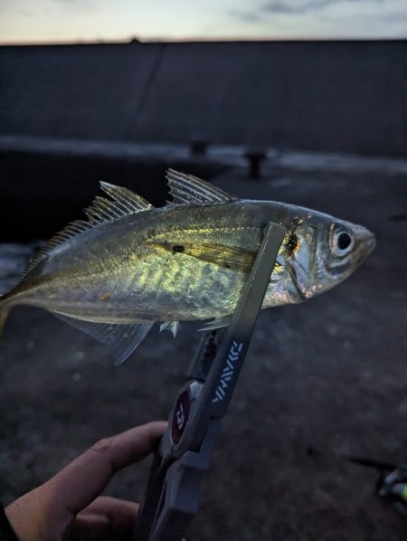陸っぱり釣行記