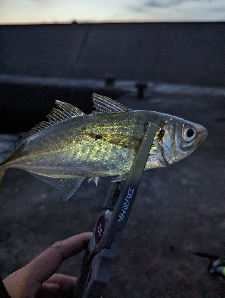 陸っぱり釣行記