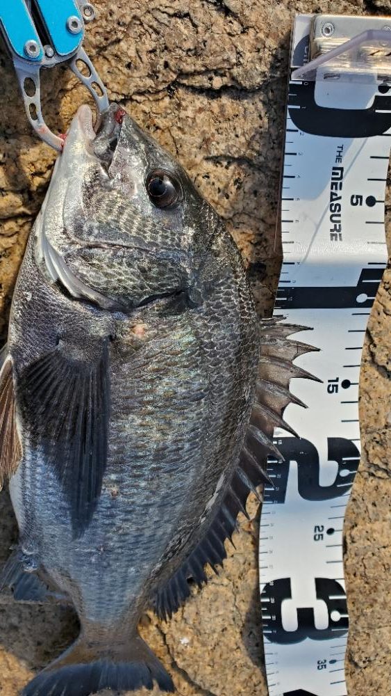 淀川ハードチニング