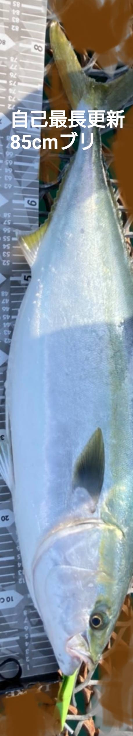 自己最長更新!ブリ85cmGET