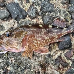 タイラバでカサゴ