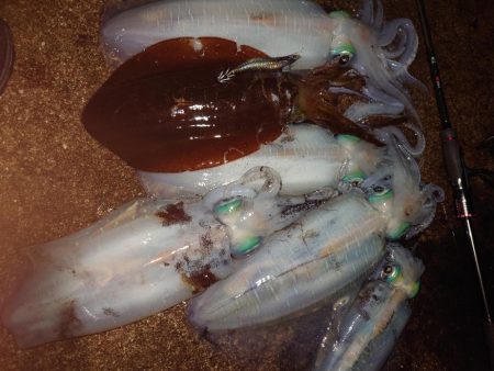 闇夜エギングIN対馬