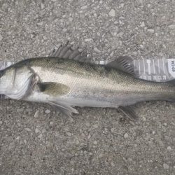 3度目のエビ撒き