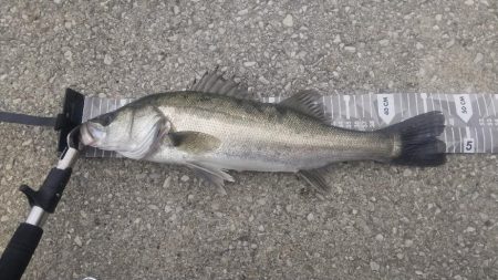 3度目のエビ撒き