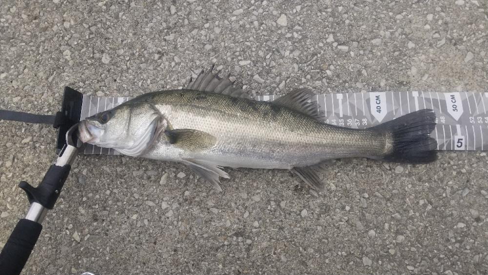 3度目のエビ撒き