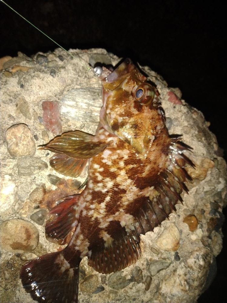 ちょい釣り20230320