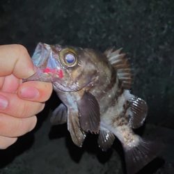 バチ抜けシーバス狙いからのメバリング