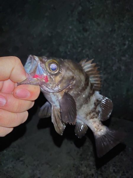 バチ抜けシーバス狙いからのメバリング