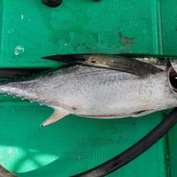 10kgオーバーのトンボ