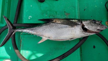 10kgオーバーのトンボ