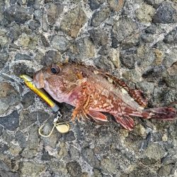 カサゴ釣れました。