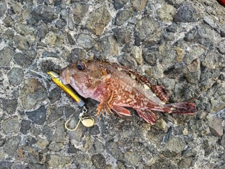 カサゴ釣れました。