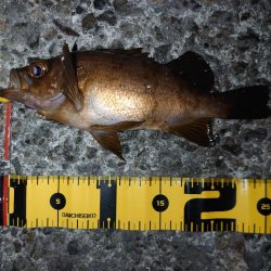 明日も仕事ですが…