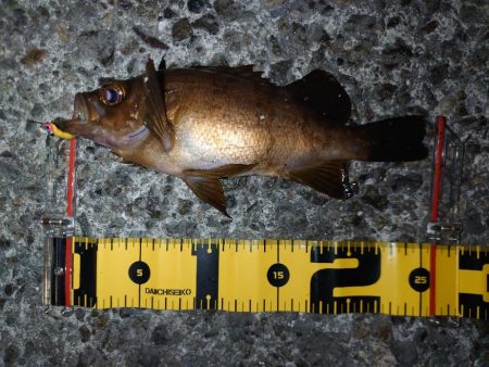 明日も仕事ですが…