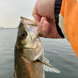 ハネおりました