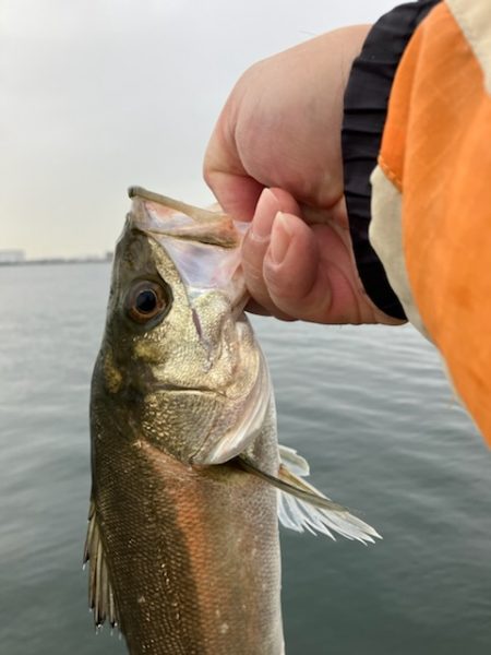 ハネおりました