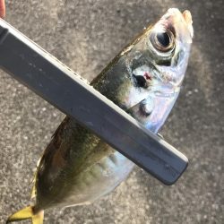 カゴ釣りでアジ&カタボシイワシGET