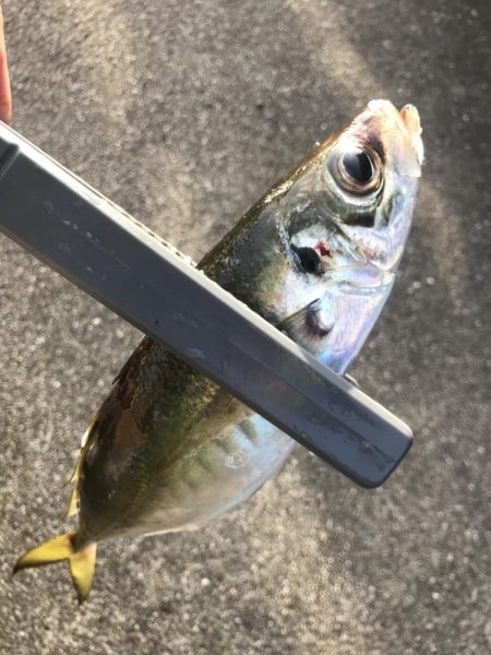 カゴ釣りでアジ&カタボシイワシGE…