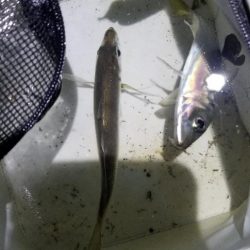 初島漁港周辺　メバリングのはずが