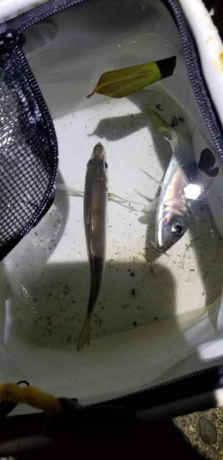 初島漁港周辺　メバリングのはずが