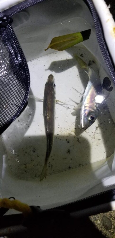 初島漁港周辺 メバリングのはずが