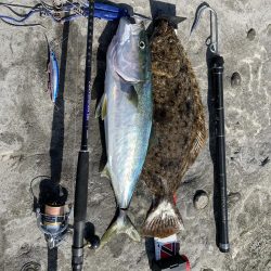 アオリイカ釣りたい!