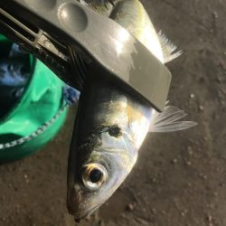朝マズメにアジ大漁