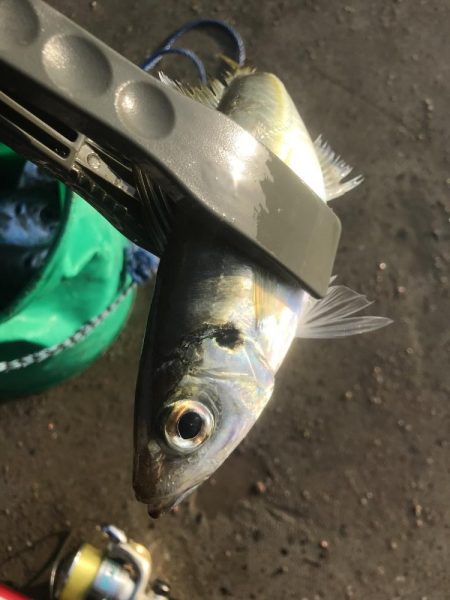 朝マズメにアジ大漁