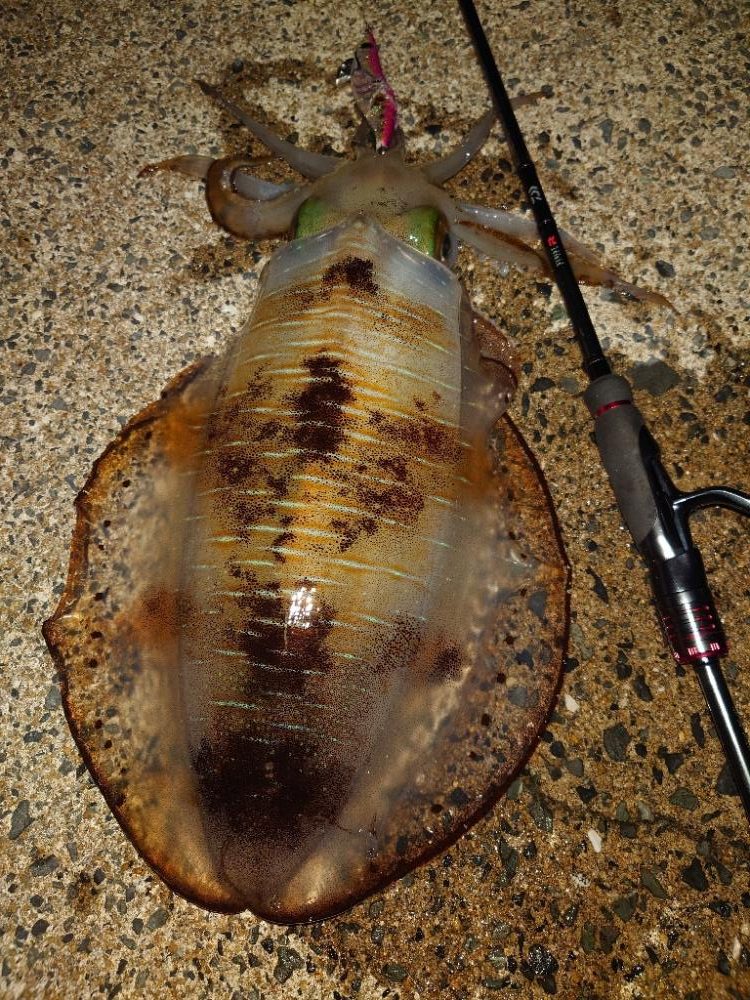 満月エギングIN対馬