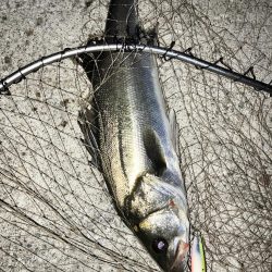 ナイトシーバス