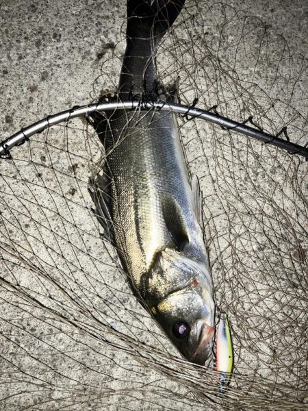 ナイトシーバス