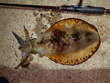 黄砂エギングIN対馬