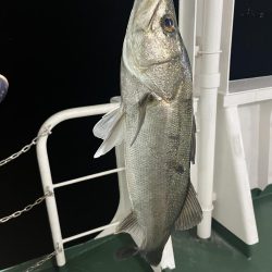 大在でアジング