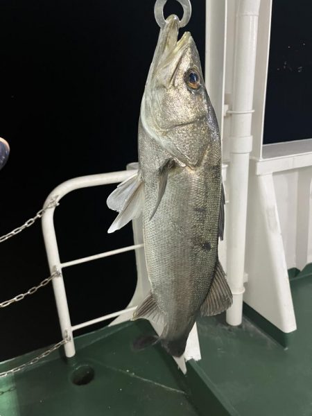 大在でアジング