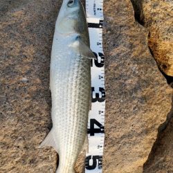 ボラジャンプ大会