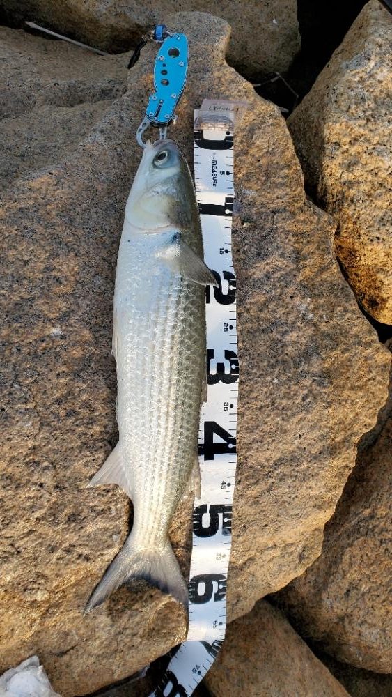 ボラジャンプ大会