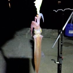 ヤリイカ釣り