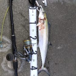 小ぶりな初サゴシ!!