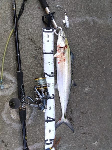 小ぶりな初サゴシ!!