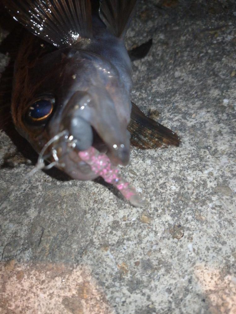 まさかの爆風メバリング